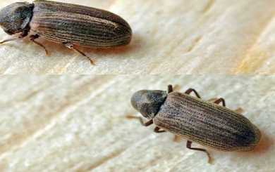 FUMIGACIÓN DE CARCOMAS